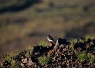 Woestijntapuit (desert wheatear) (Oenanthe deserti) - Ongiin Khiid 18-08-2016 (3)